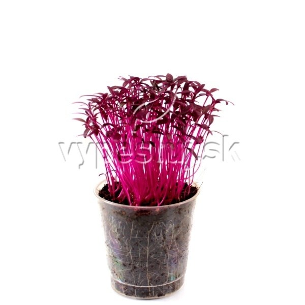amaranthus red callaloo 10 dni poharik8